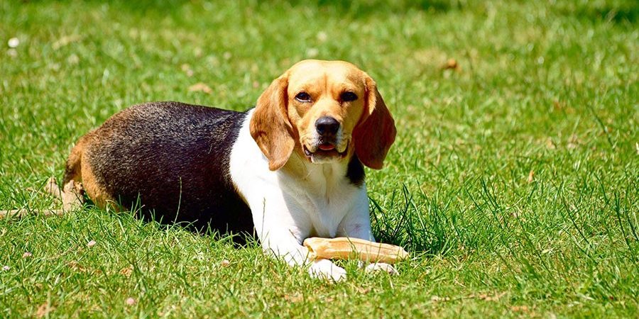 adorable-animal-beagle-278956