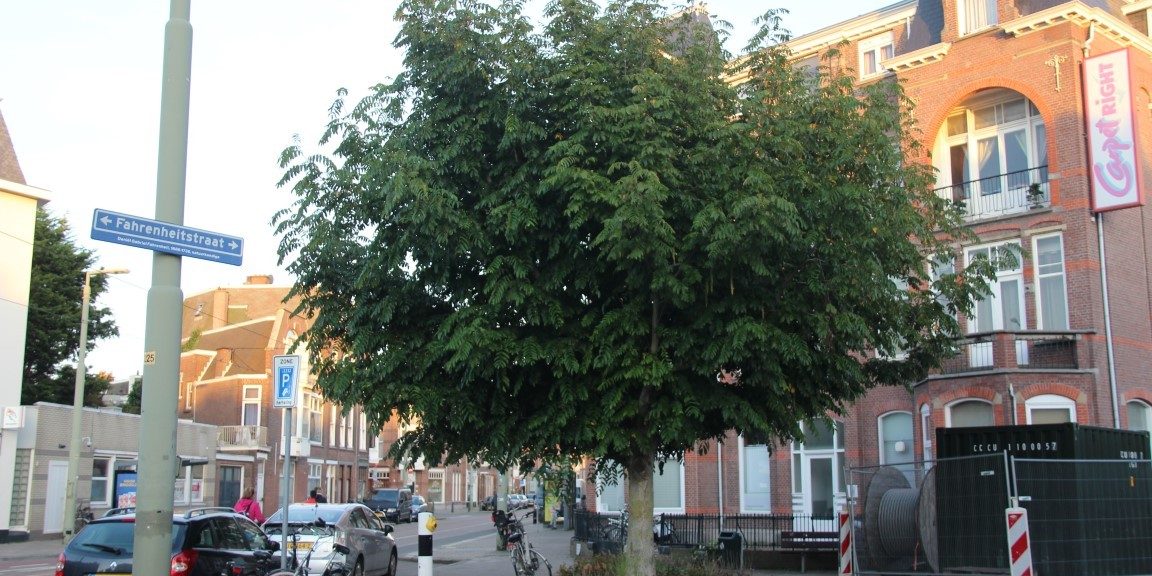 Bomen