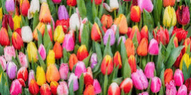 Tulpen