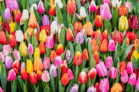 Tulpen
