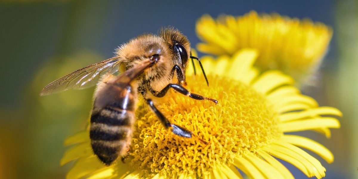 bee-2603360_1920