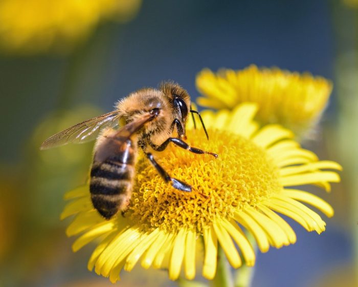 bee-2603360_1920