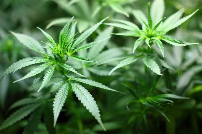 cannabis jpg