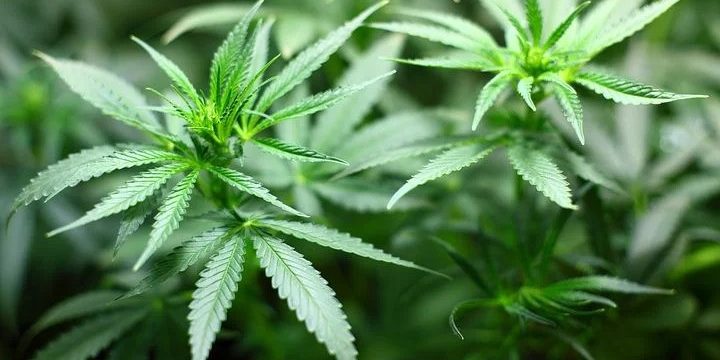 cannabis jpg