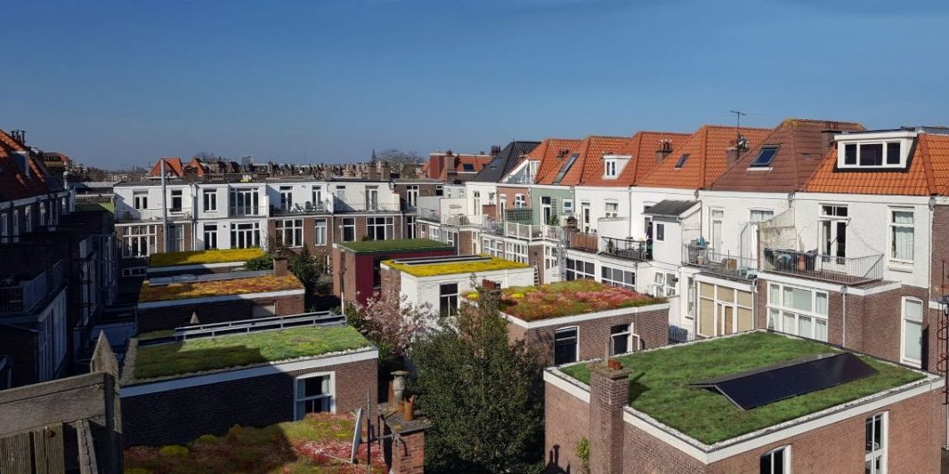 Groene daken actie