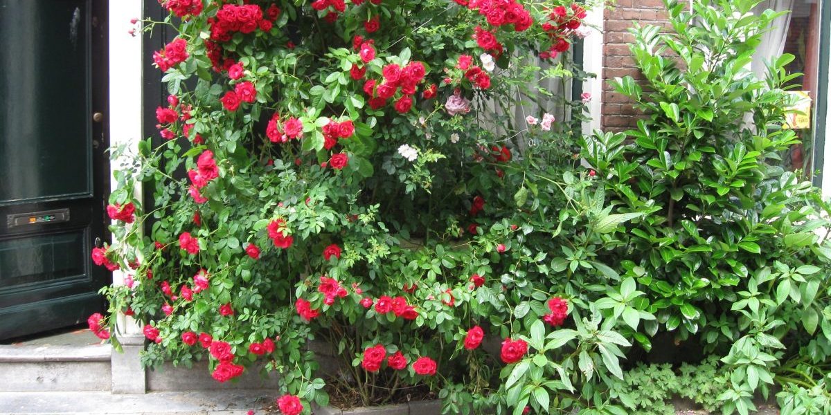 geveltuin