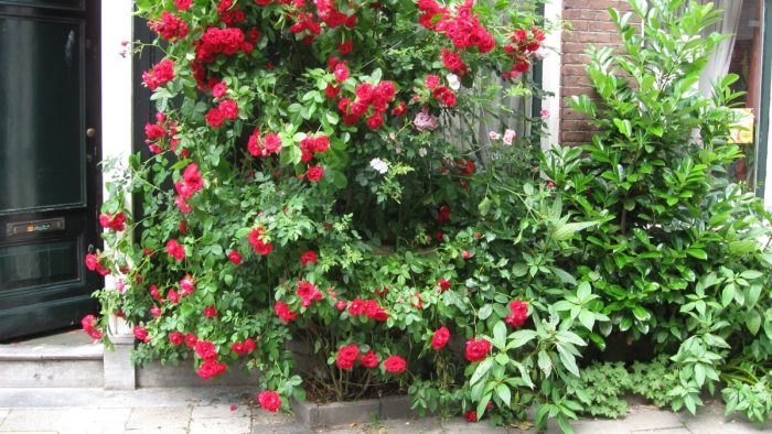 geveltuin