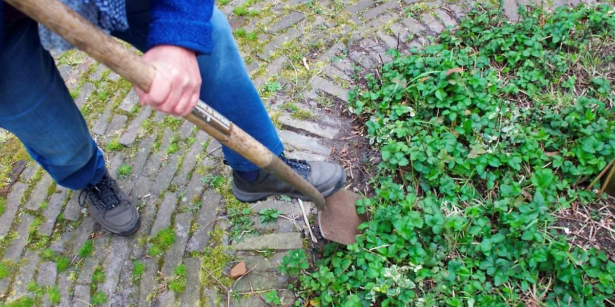 Huurbuur